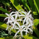 Crinum asiaticum Кветка