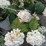 Hydrangea paniculataफूल