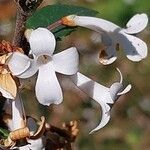 Osmanthus delavayi Virág