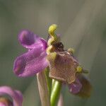 Ophrys tenthredinifera Fiore
