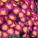 Chrysanthemum indicum 花