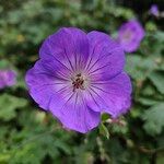 Geranium platypetalum Кветка