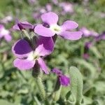 Matthiola tricuspidata 花