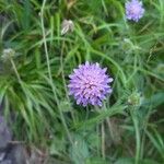 Knautia dipsacifoliaЦветок