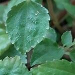 Pilea pumila Leht