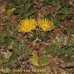 Centaurea acaulis Habitat