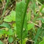 Hypochaeris albiflora Hoja