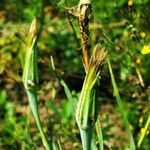 Tragopogon dubius 花