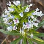 Echium decaisnei Flower