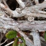 Rhododendron forrestii Bark