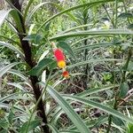 Manettia luteorubra Flor