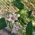 Araujia sericiferaFlower