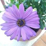 Osteospermum ecklonisЦвят