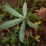 Potentilla alba Folha