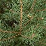 Pinus sylvestris Liść