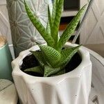 Aloe variegata 葉