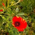 Papaver argemone Kvet