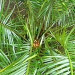 Cycas clivicola পাতা