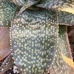 Aloe deltoideodonta Лист