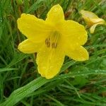 Hemerocallis minor Цветок