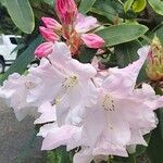 Rhododendron fortunei Flower