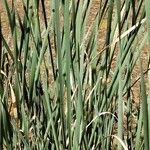 Typha domingensis Blad