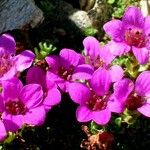 Saxifraga oppositifolia Blüte