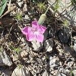 Dianthus godronianus 花