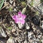 Dianthus godronianus Çiçek