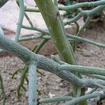 Euphorbia fiherenensis बार्क (छाल)