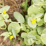 Coronilla scorpioides Λουλούδι