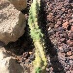 Echinocereus pentalophus Leaf