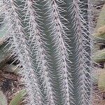 Pachycereus pringlei Yaprak