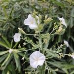 Convolvulus floridus Flower