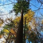 Pseudotsuga menziesii ശീലം