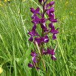 Anacamptis laxiflora Flower