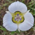 Calochortus gunnisonii Λουλούδι