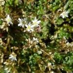 Minuartia rostrata Облик