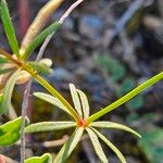 Asperula arvensis Blatt