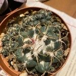 Coryphantha elephantidens Ліст