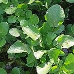 Nasturtium officinale Levél