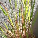 Agrostis capillaris পাতা