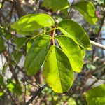 Tecomanthe dendrophila Leaf