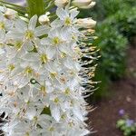 Eremurus himalaicus Blüte