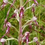 Himantoglossum adriaticum Flower