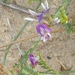 Astragalus baionensis Blüte