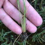 Fimbristylis autumnalis Foglia