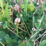 Trifolium fragiferum Flors