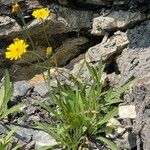 Tolpis staticifolia Habitus