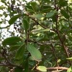 Ehretia amoena Hoja